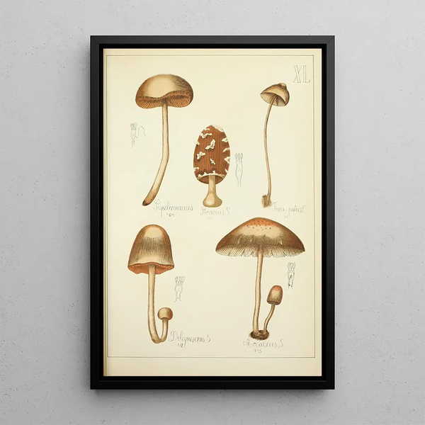 Histoire naturelle des champignons Pl40 - Guillaume Sicard — inramlat konstverk på väggen