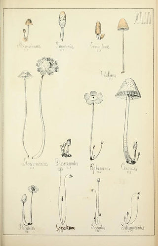 Guillaume Sicard - Histoire naturelle des champignons Pl42.webp