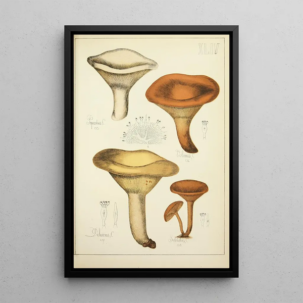 Histoire naturelle des champignons Pl44 - Guillaume Sicard — inramlat konstverk på väggen