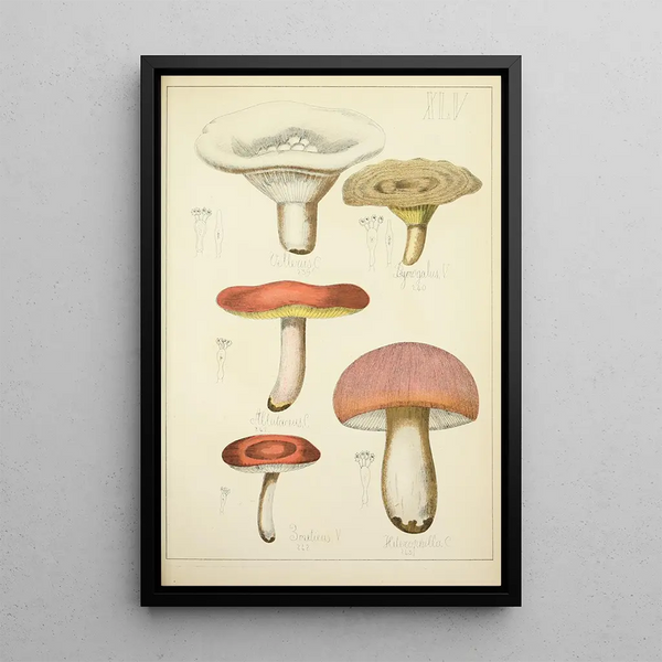 Histoire naturelle des champignons Pl45 - Guillaume Sicard — inramlat konstverk på väggen