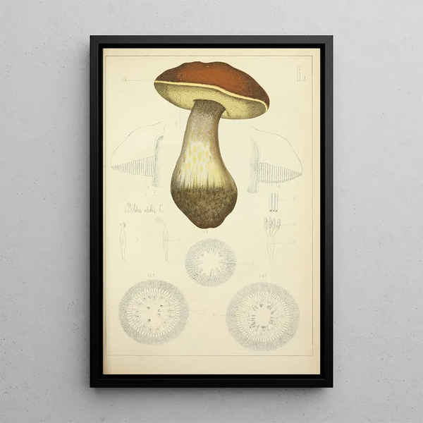 Histoire naturelle des champignons Pl50 - Guillaume Sicard — inramlat konstverk på väggen