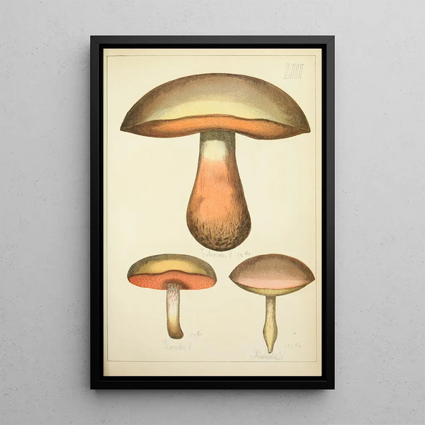 Histoire naturelle des champignons Pl53 - Guillaume Sicard — inramlat konstverk på väggen
