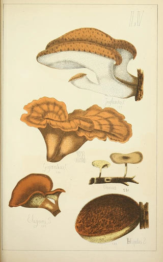 Guillaume Sicard - Histoire naturelle des champignons Pl55.webp