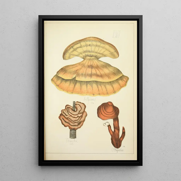 Histoire naturelle des champignons Pl56 - Guillaume Sicard — inramlat konstverk på väggen