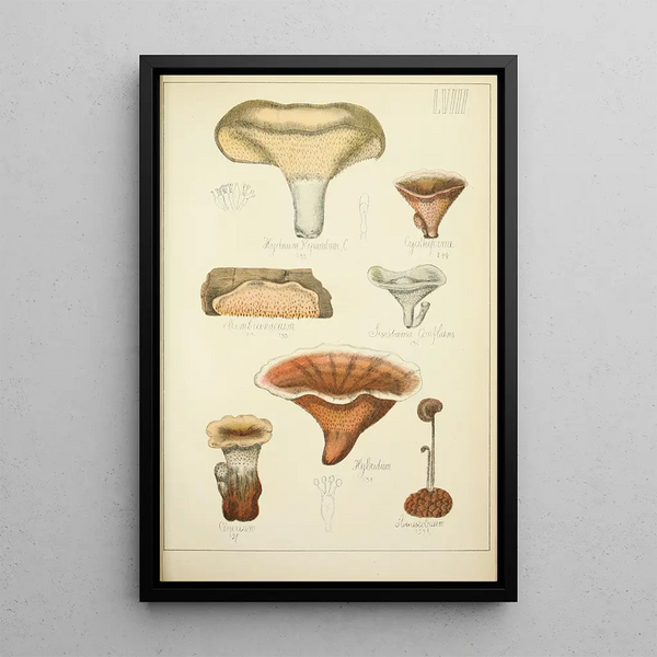 Histoire naturelle des champignons Pl58 - Guillaume Sicard — inramlat konstverk på väggen