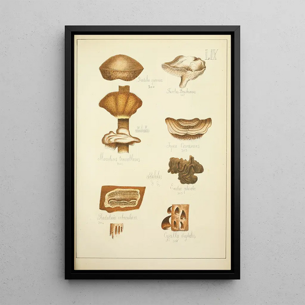 Histoire naturelle des champignons Pl59 - Guillaume Sicard — inramlat konstverk på väggen