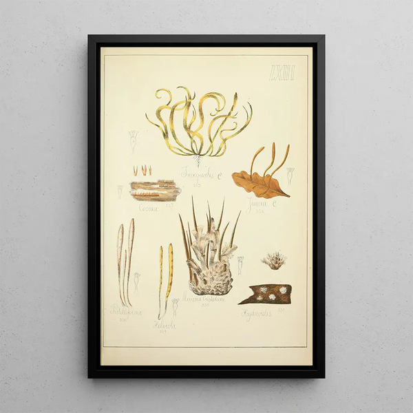 Histoire naturelle des champignons Pl63 - Guillaume Sicard — inramlat konstverk på väggen