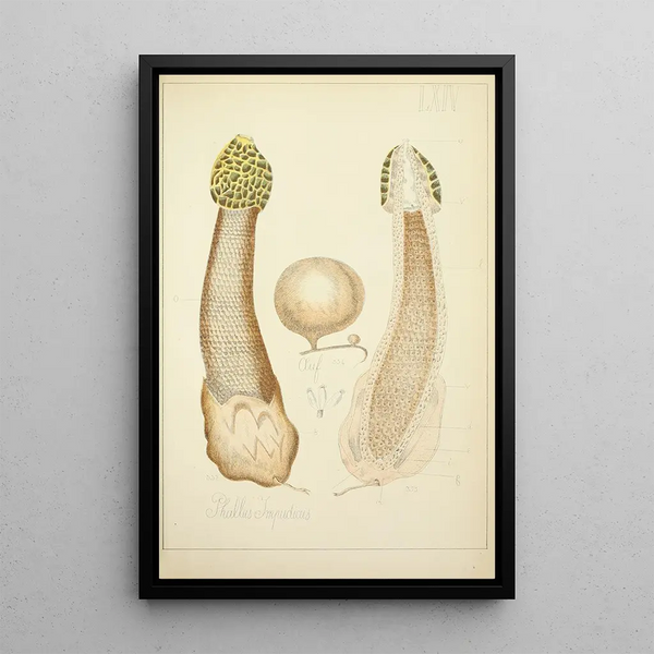 Histoire naturelle des champignons Pl64 - Guillaume Sicard — inramlat konstverk på väggen