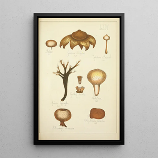Guillaume Sicard - Histoire naturelle des champignons Pl66.webp
