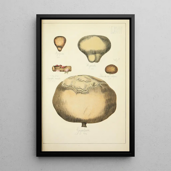 Histoire naturelle des champignons Pl67 - Guillaume Sicard — inramlat konstverk på väggen