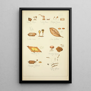 Guillaume Sicard - Histoire naturelle des champignons Pl70.webp