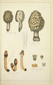 Histoire naturelle des champignons Pl71 - Guillaume Sicard — vy av konstverket