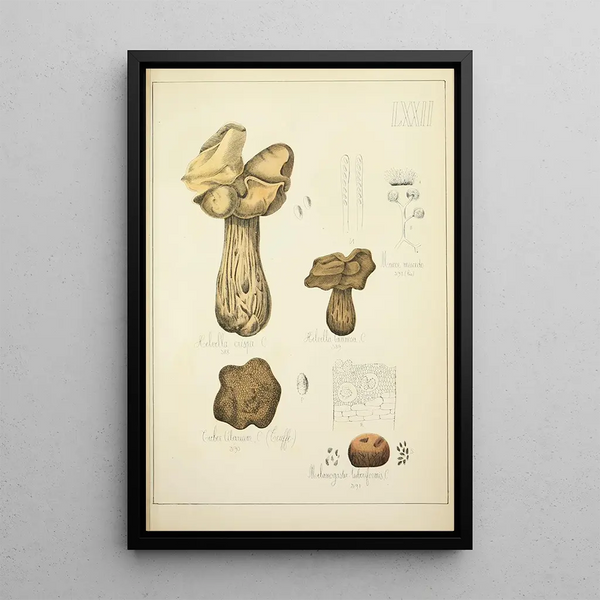 Histoire naturelle des champignons Pl72 - Guillaume Sicard — inramlat konstverk på väggen