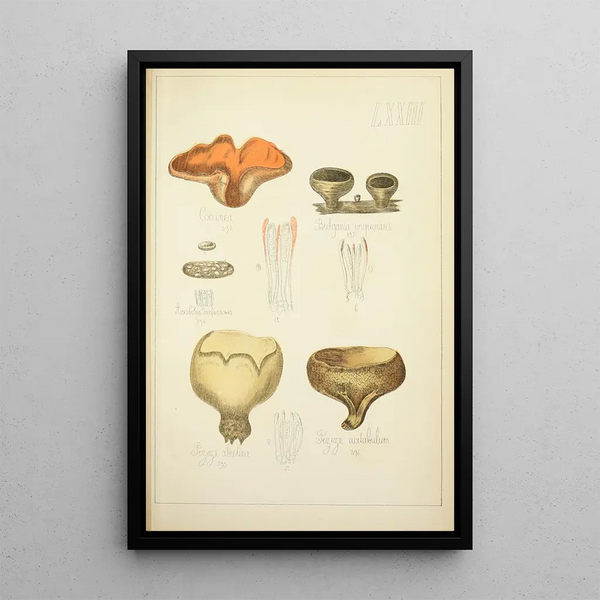 Histoire naturelle des champignons Pl73 - Guillaume Sicard — inramlat konstverk på väggen