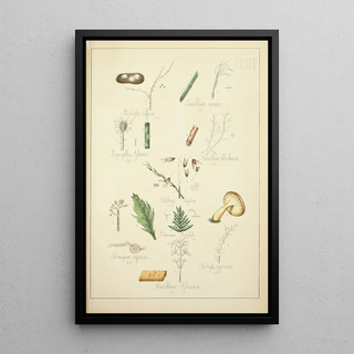 Guillaume Sicard - Histoire naturelle des champignons Pl74.webp