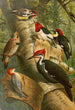 Le monde des oiseaux nord-américains pl01 - Gustav Mützel — vy av konstverket