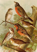 Le monde des oiseaux nord-américains pl02 - Gustav Mützel — vy av konstverket