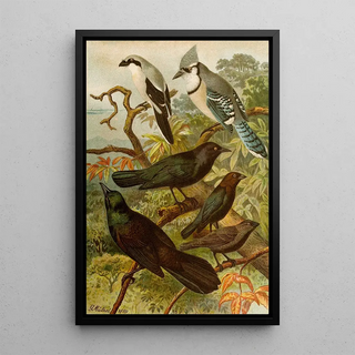 Gustav Mutzel - Die Nordamerikanische Vogelwelt pl18.webp