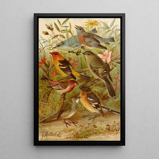 Gustav Mutzel - Die Nordamerikanische Vogelwelt pl21.webp