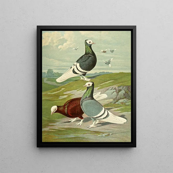 Gustav Prtz - C albicauda.webp