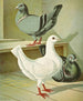 C. brevicauda - Gustav Prütz — vy av konstverket