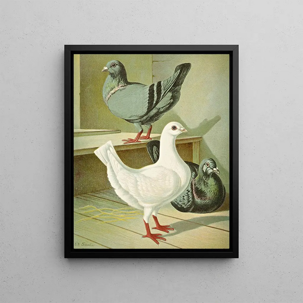 Gustav Prtz - C brevicauda.webp