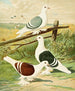 C. clypeata - Gustav Prütz — vy av konstverket