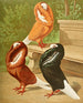 C. cuculata - Gustav Prütz — vy av konstverket