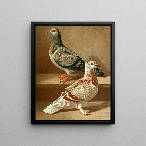 Gustav Prtz - C hispida.webp