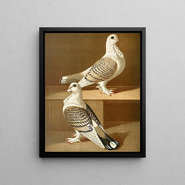 Gustav Prtz - C sericatae.webp