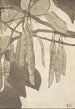 Bourgeon rouge sur fond gris - Hannah Borger Overbeck — vy av konstverket
