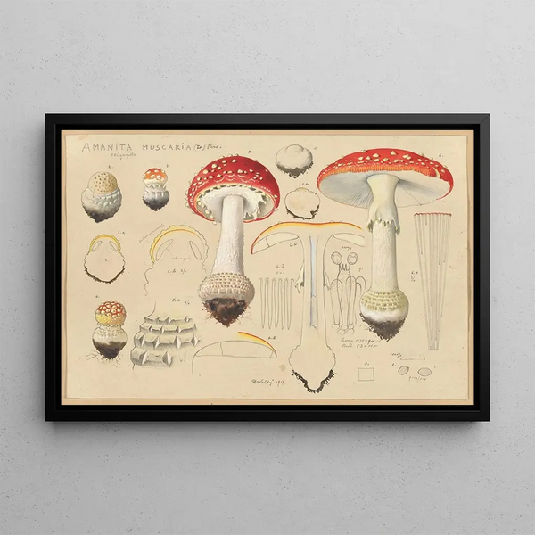 Hans Walty - Amanita muscaria L Pers.webp