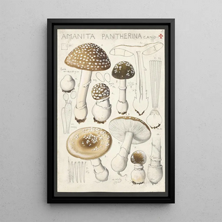 Hans Walty - Amanita pantherina Cand.webp