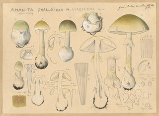 Amanite phalloïde Fr virescens - Hans Baldung — vy av konstverket