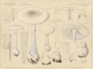 Hans Walty - Amanita verna Bull.webp