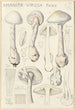 Amanite vireuse - Hans Baldung — vy av konstverket