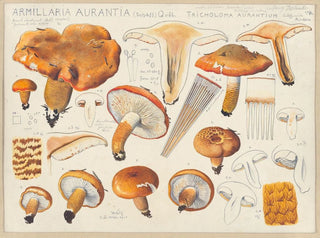 Hans Walty - Armillaria aurantia Schff Qul Tricholoma aurantium Schff nach Ricken.webp