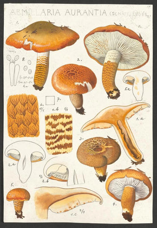 Hans Walty - Armillaria aurantia Schff Qul.webp