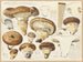 Armillaria impérialis - Hans Baldung — vy av konstverket