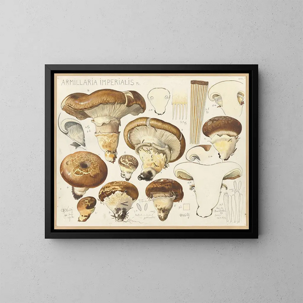 Armillaria impérialis - Hans Baldung — inramlat konstverk på väggen