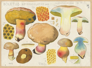 Hans Walty - Boletus apendiculatus Schff suspectus Krombh.webp