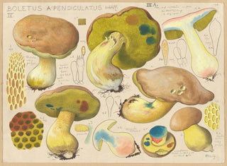 Boletus appendiculatus - Hans Baldung — vy av konstverket