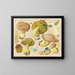Boletus appendiculatus - Hans Baldung — inramlat konstverk på väggen