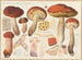 Bolet orange - Hans Baldung — vy av konstverket