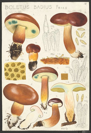 Hans Walty - Boletus badius Fries.webp