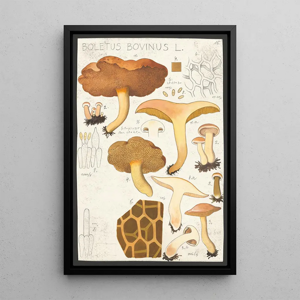 Boletus bovinus L - Hans Baldung — inramlat konstverk på väggen