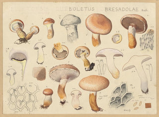 Boletus bresadolae - Hans Baldung — vy av konstverket