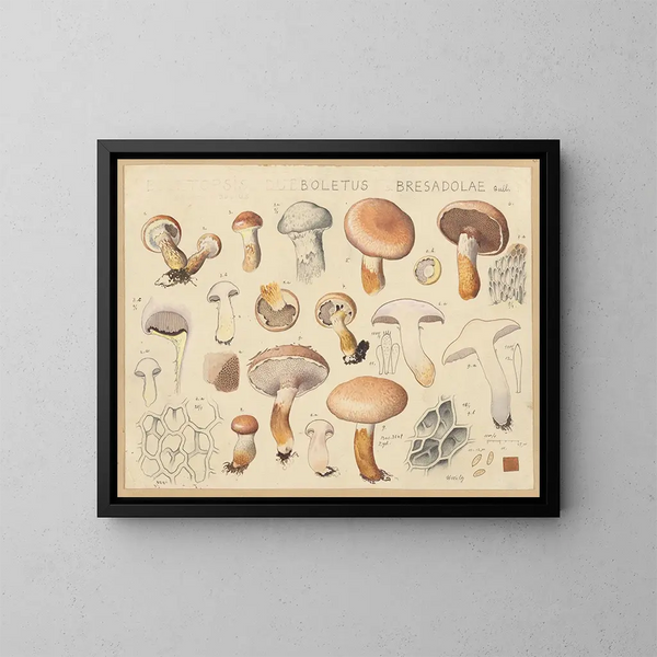 Boletus bresadolae - Hans Baldung — inramlat konstverk på väggen