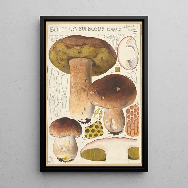 Boletus bulbosus - Hans Baldung — inramlat konstverk på väggen