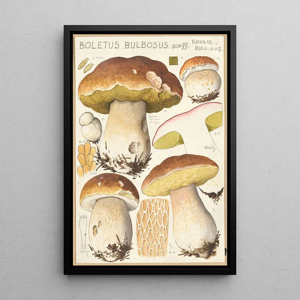 Boletus bulbosus Schff - Hans Baldung — inramlat konstverk på väggen